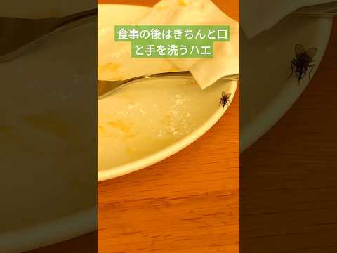 食事の後はきちんと口と手を洗うハエ#ポポラマーマ