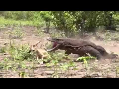 Komodo Dragun fact//जंगली छिपकली काAtack#komododragun#. #Komodo Dragun fact//जंगली छिपकली काAtack#