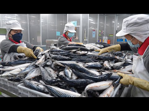 Mackerel Cutting Processing Plant, Japanese Set Meal / 鯖魚加工, 一夜干定食 - Food Factory