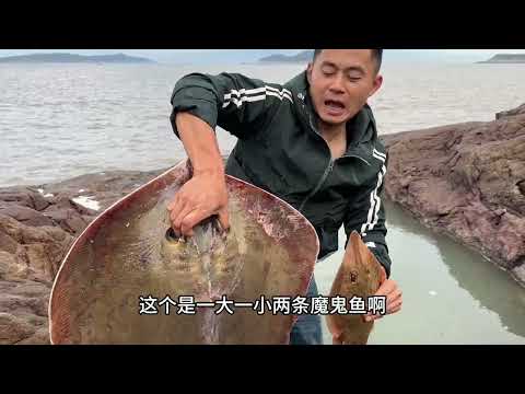 【阿向趕海】魔鬼魚爺孫倆打窩全新水坑 十幾斤的豹紋鰻連抓四條條都價值過千