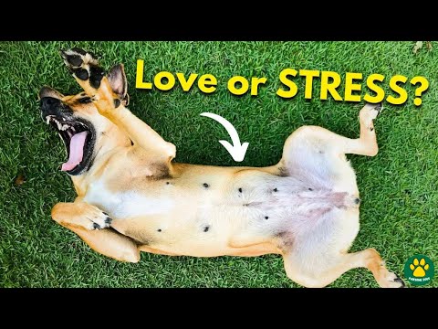 The REAL REASON Why Your Dog Expose Its Belly!