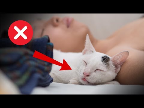 If Your Cat Sleep With You Every Night, This Will Happen!