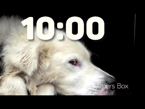 10 Minute Silent Dog Timer 🐕 - Perfect for Homework Focus with a Fun Alarm at the End!