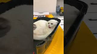 #shortvideo #cat #mycatchannel #funny #petschannel #yourcat #funnycats #catchannel