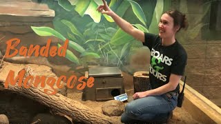 Zoo To You Episode 5: Banded Mongoose