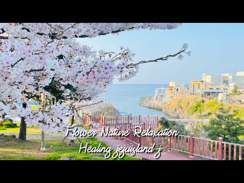 제주 봄을 기다리며 새소리와 벚꽃의 따뜻함을 담아낸 벚꽃힐링 봄풍경 cherry blossoms Nature Relaxatio Healing piano jejuisland