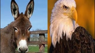 O Burro e a Águia 🦅