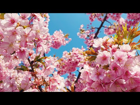 【靜岡微旅行】在日本的第一次車遊🚗