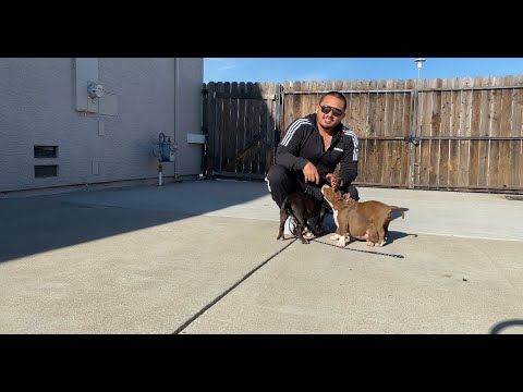 American Bully Lifestyle Vlog #4