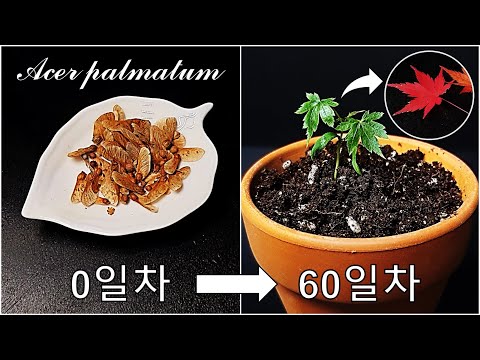 단풍나무를 키우는 간단한 방법｜한국의 정원과 공원에 흔한 단풍나무 키우기｜정원용, 분재용 단풍나무 Palmate maple｜How to grow #56 Palmate maple