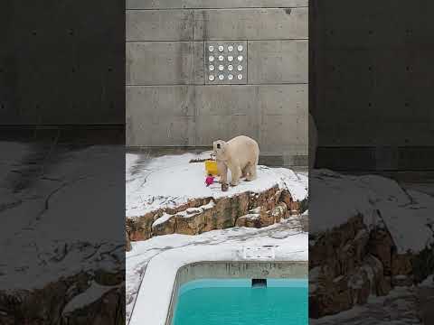 雪の朝、モモのお食事タイム、お魚やペレットゆっくりのんびりいたたきました。 #男鹿水族館GAO #男鹿水族館 #ホッキョクグマ #浜松市動物園