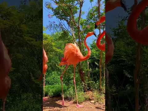 flamingo vs soldier parade😂😆 #youtubeshorts #short #flamengo #birds