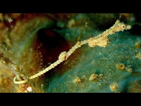 Facts: The Thread Pipefish