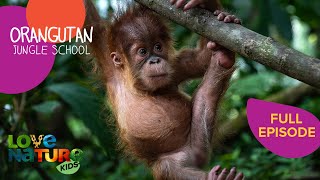 Baby Orangutans Having Fun! 🦧🧡 | Orangutan Jungle School 101