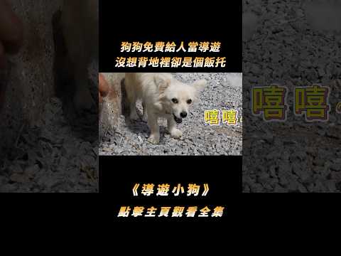 狗狗免費給人當導遊，沒想背地裡卻是個飯托，為了業績也太拼了#shorts