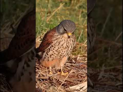 Kestrel Hunting - Mouse Escape #short  #shorts  #shortsvideo   #shortvideo   #kestrel #birdsofprey