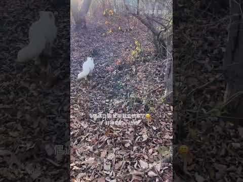 男子山中遇白狐，無私分享唯一食物，白狐引領他探訪同伴並帶下山!#寵物 #動物 #可愛 #善良 #Shorts