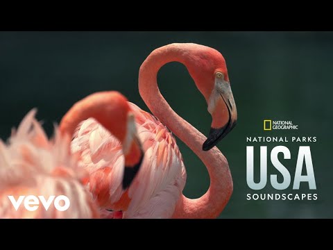 Spoonbill Sounds in Everglades National Park (From "National Geographic Soundscapes: Natio...