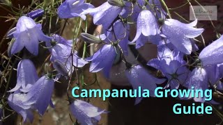 Campanula Gardening Guide