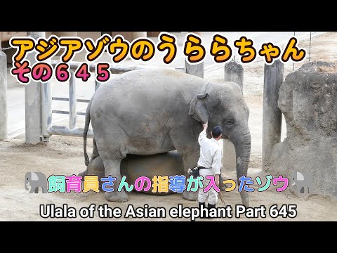 アジアゾウのうららちゃん（６４５）🐘飼育員さんの指導が入ったゾウ🐘（東山動植物園）Ulala of the Asian elephant Part 645