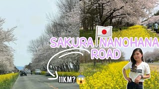 SAKURA NANOHANA ROAD| rhisne YTC