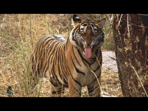 Lumix GH5S - Nick Driftwood - The Making of Tyger Tyger - BTS HDR HLG