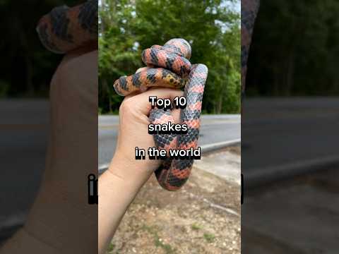 Top 10 snakes 🐍💀in the world 🤯🥶 #shorts #snake #treding #youtubeshorts