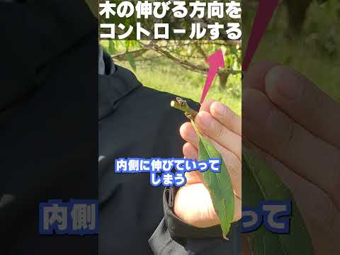 枝先で木の方向をコントロールする