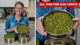 Easily grow SPROUTS 🌿 at home for pennies on the dollar!