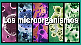 Los microorganismos | edúcame