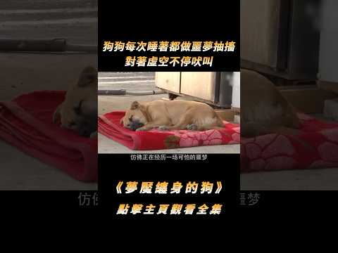 狗狗每次睡著都做噩夢抽搐，對著虛空不停吠叫，原因卻讓人淚目#shorts