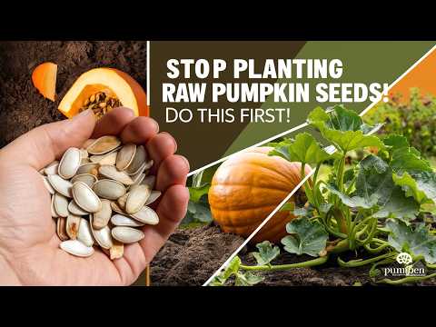 Pumpkin Seed Prepping Guide: Grow Stronger Pumpkins with These Simple Steps!