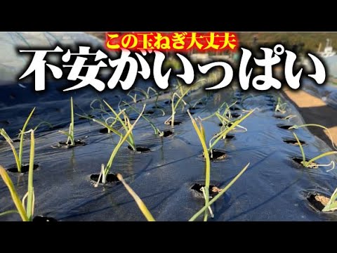 【だめかもしれない・・・】葉切りした玉ねぎの成長がおかしい？【ソニック】【玉ねぎ葉切り】