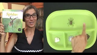 Spider | Life Cycle | Science | Preschool | Read Aloud | Story