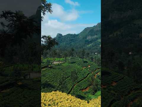 Experience the HIDDEN GEMS of Sri Lanka's Tea Plantation!