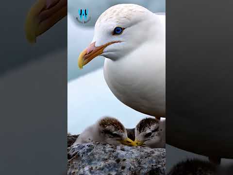 Witness The MOST ADORABLE Bird Families In Their Wild Nests from AI! SEP-126