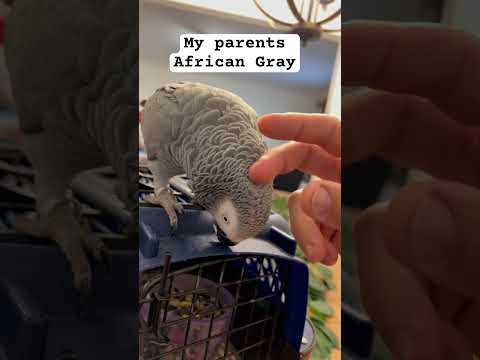 African Gray