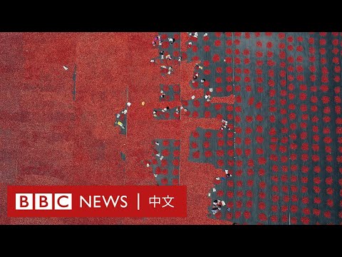 BBC調查：揭開中國新疆番茄產業秘密與「血染貨架」的真相－ BBC News 中文