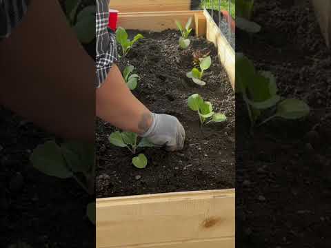 Unbelievable Solution: Kitchen Scraps to Stop Garden Pests #gardening #gardenwithme #shorts