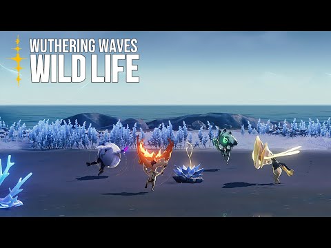 TDs Wildlife Documentary | Murmurin | Wuthering Waves