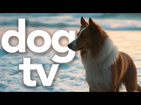 DOG TV - Extended Dog Walking Experience and Outdoor Adventuring