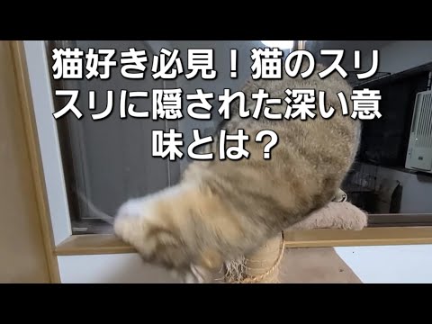 「猫好き必見！猫のスリスリに隠された深い意味とは？」【猫の豆知識】