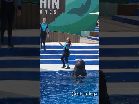 Piper the pilot whale has great dance moves!