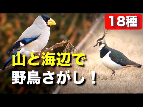 絶滅危惧種の野鳥を発見？？