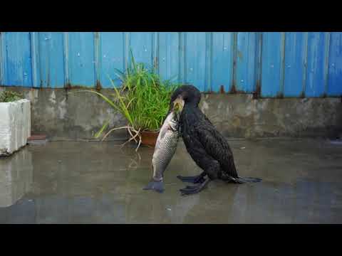 Cormorant eats a fish bigger than its own head