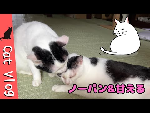 [No Panties 😂]  No Panties Nora and the spoiled Gacchan #CuteCat #ProtectiveCat #Vlog