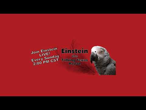 Einstein Parrot