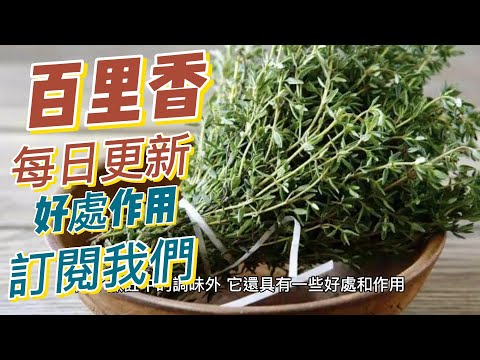 EP 179 百里香（Thyme 好處與作用 附含百里酚（thymol）抗菌和抗病毒 健康  養生