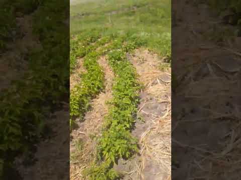 #potato #field End of #june2024 #garden #outdoors #pineridge #southdakota