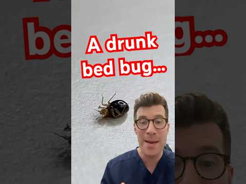 A bed bug who is drunk on a humans blood….#shorts